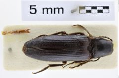 Foto (Dorsalansicht) von Eudicronychus rugosus (NHMW-ZOO-COL-0008500)